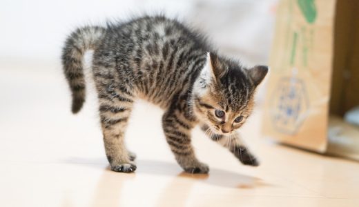 ふんわりルームブラは猫背でも効果アリ？治すことができるってホント？